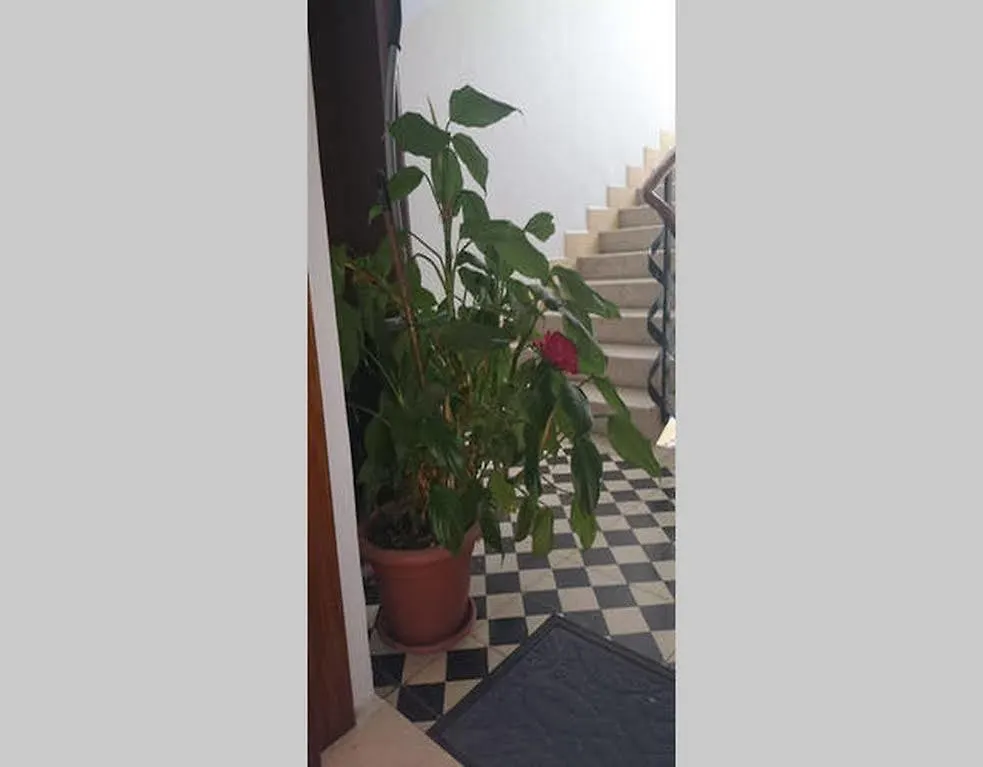 Apartments Dado Split 0*,